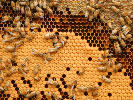 Honey Tasting with Master Beekeeper Christopher Kelly