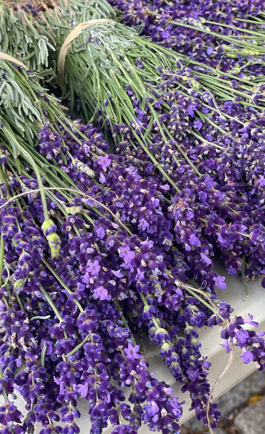 Art Breakfast Club at the Lavender Farm